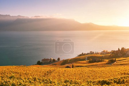 Photo for Golden landscape of Lavaux vineyards in autumn, Switzerland - Royalty Free Image