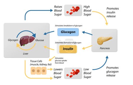 Blood sugar regulation illustration. Labeled process cycle scheme. Educational liver and pancreas diagram with glucose stimulation uptake and breakdown. Insulin release explanation infographic.3D rendering, 2d graphic