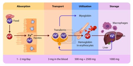 Photo for Iron distribution involves transport by transferrin, storage in ferritin, and utilization in hemoglobin synthesis or metabolic processes within various body tissues and organs. 2d ilustration - Royalty Free Image