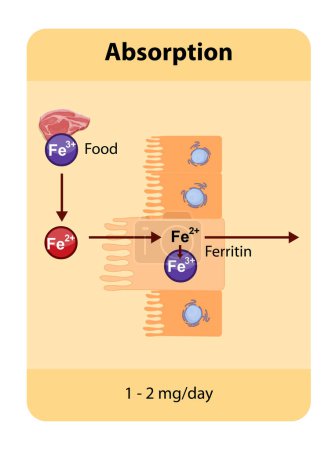 Photo for Iron absorption occurs primarily in the duodenum where dietary iron, both heme and non-heme, is absorbed by enterocytes and transported through the body via transferrin. Absorption is regulated by factors like hepcidin and influenced by dietary compo - Royalty Free Image