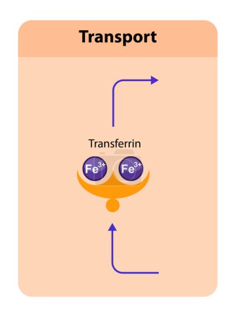 Foto de Transferrina, glicoproteína plasmática sanguínea que se une y transporta hierro por todo el cuerpo, desempeñando un papel crucial en la homeostasis del hierro. 2d gráfico, ilustración - Imagen libre de derechos