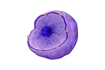 Foto de Núcleo: orgánulo central de la célula eucariótica, encerrado por una doble membrana, que contiene ADN en forma de cromatina, orquestando funciones genéticas esenciales, poro nuclear, envolvente, gráfico 2d - Imagen libre de derechos