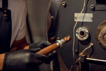 Téléchargez les photos : Photo recadrée d'un travailleur dans des gants en nitrile tenant les grains de café dans la cuillère d'échantillon - en image libre de droit