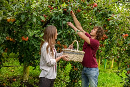 Photo for Orchardist reaching for a ripe apple on the tree while his colleague holding a wicker basket - Royalty Free Image