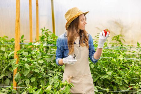 Foto de Focused vegetable grower in the straw hat holding a pruner and a red bell pepper in her hands - Imagen libre de derechos