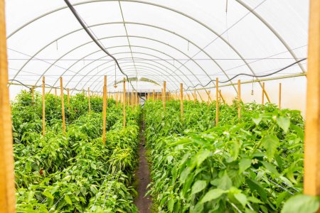Foto de Interior of a greenhouse with red bell pepper plants tied with garden twines to tall wooden stakes - Imagen libre de derechos