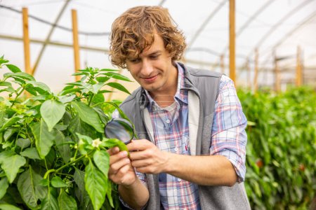 Foto de Focused agronomist scrutinizing the red bell pepper leaf through a magnifying glass in the greenhouse - Imagen libre de derechos