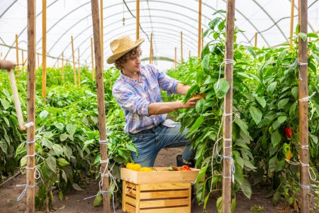 Foto de Calm focused agronomist in the straw hat involved in harvesting ripe bell peppers in the hothouse - Imagen libre de derechos