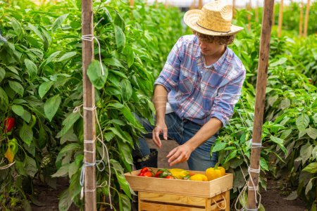 Foto de Concentrated vegetable grower putting the ripe bell peppers into a wooden box in the hothouse - Imagen libre de derechos