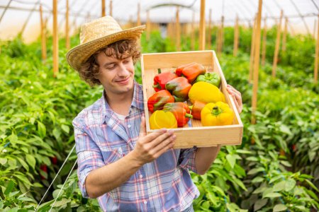 Photo for Waist-up portrait of a pleased agriculturist holding a wooden crate with the ripe bell peppers - Royalty Free Image