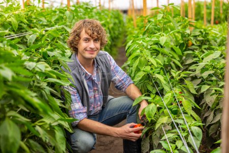 Foto de Contented agronomist sitting on his haunches and cutting the red bell pepper peduncle with a secateur - Imagen libre de derechos