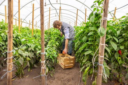 Photo for Focused young agriculturist putting a red bell pepper into the wooden box in the greenhouse - Royalty Free Image
