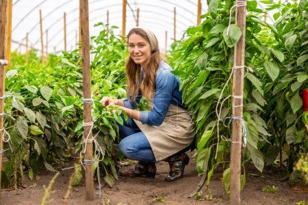 Foto de Smiling agronomist seated on her haunches tying the pepper plants to the stakes using twines - Imagen libre de derechos