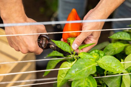 Photo for Cropped photo of male hands cutting the red bell pepper peduncle using a pair of pruning shears - Royalty Free Image