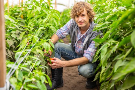 Photo for Smiling agronomist seated on his haunches cutting the red bell pepper peduncle with a pruner - Royalty Free Image