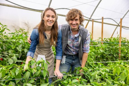 Photo for Smiling happy agronomist hugging his pleased female colleague among the pepper plants in the hothouse - Royalty Free Image