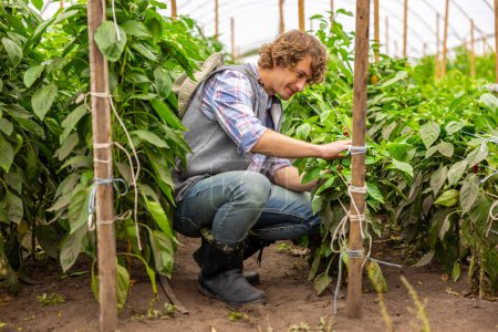 Foto de Focused vegetable grower seated on his haunches tying the plant stems to the stakes using garden twines - Imagen libre de derechos