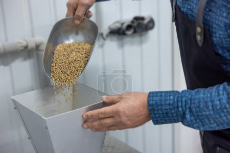 Téléchargez les photos : At the brewery. Man preparing grains for beer production - en image libre de droit