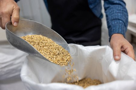 Photo for At the brewery. Man preparing grains for beer production - Royalty Free Image