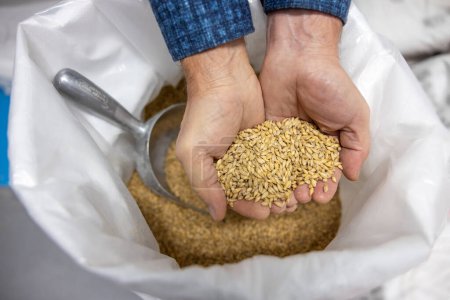 Photo for Grains. Close up of males hands holding grains - Royalty Free Image