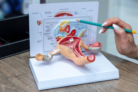 Photo for Female anatomy. Doctor showing anatomical model of female reproductive system - Royalty Free Image