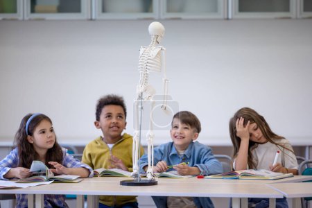 Téléchargez les photos : Écoliers examinant le squelette humain pendant les cours de biologie en classe à l'école. - en image libre de droit