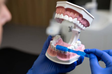 Foto de Médico irreconocible sosteniendo modelo de mandíbula humana usando cepillo de dientes en los dientes en el modelo de cavidad - Imagen libre de derechos