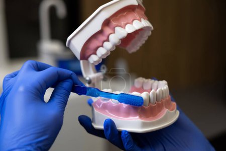 Foto de Médico irreconocible sosteniendo modelo de mandíbula humana en la mano que muestra el proceso de cepillado de dientes - Imagen libre de derechos