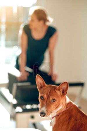 Foto de Mujer deportiva entrenando en el simulador de Pilates con su perro en el gimnasio - Imagen libre de derechos