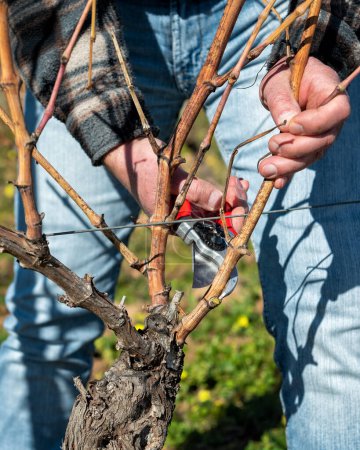 Foto de Viticultor poda el viñedo con tijeras profesionales de acero. Agricultura tradicional. Poda de invierno, método Guyot. - Imagen libre de derechos