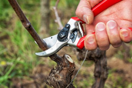 Foto de Winegrower pruning the vineyard with professional steel scissors. Traditional agriculture. Winter pruning, - Imagen libre de derechos
