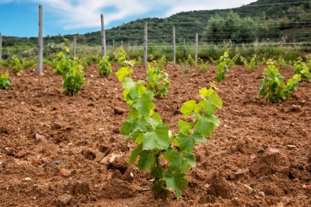 Jeunes pousses sur les nouveaux plants de raisin Cannonau. Gros plan des pousses et des grappes de raisins dans les greffes de vigne nouvellement plantées. Agriculture traditionnelle. 