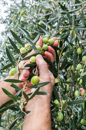 Téléchargez les photos : Gros plan des mains d'un oléiculteur caucasien qui récolte des olives dans les branches de l'arbre. L'agriculture traditionnelle. Anciens emplois. - en image libre de droit
