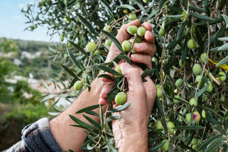 Close-up of the hands of a Caucasian olive grower as he collects olives from the branches of the tree. Traditional agriculture. Old jobs.
