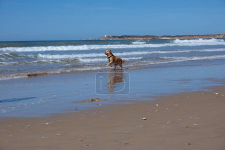 Téléchargez les photos : Chien heureux courant au bord de la mer laissant des empreintes dans le sable - en image libre de droit