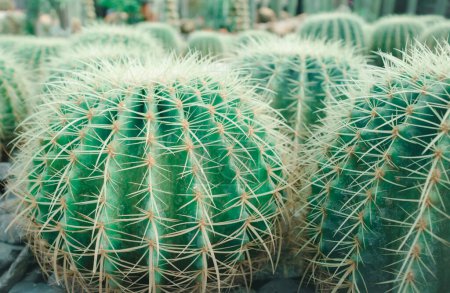 Foto de Primer plano de los cactus en el jardín - Imagen libre de derechos