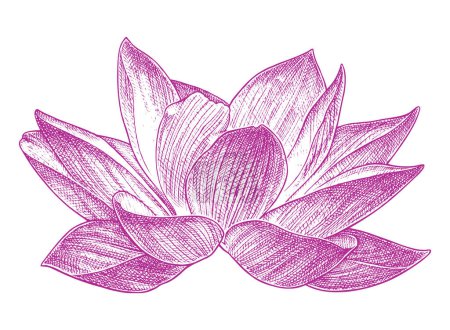 Photo for Lotus Drawing for use. - Royalty Free Image
