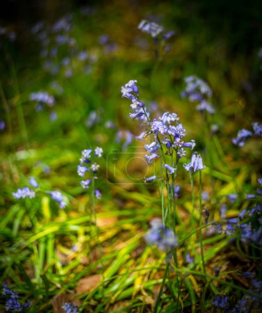 Erstaunliche Aussichten, wenn die Bluebells und der Bärlauch in Bothal Woods, Morpeth, Northumberland, England blühen