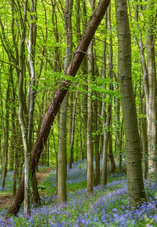 Amazing views as the Bluebells and Wild Garlic bloom in Bothal Woods, Morpeth, Northumberland, England