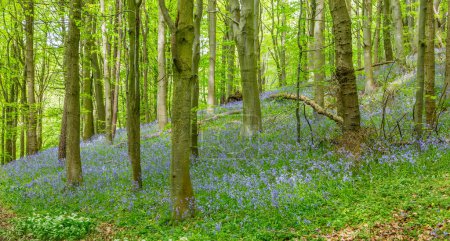 Vue imprenable sur les Bluebells et la floraison de l'ail sauvage à Bothal Woods, Morpeth, Northumberland, Angleterre