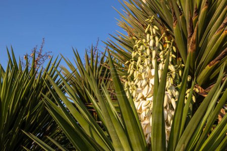 Téléchargez les photos : Le Yucca gigantea (Yucca elephantipes) est une espèce de yucca originaire du Centre de l'Amérique.. - en image libre de droit