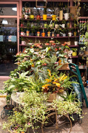 Téléchargez les photos : Entrée de la boutique de fleurs. Chariot avec plantes d'intérieur. Cactus dans diverses tasses sont sur les étagères - en image libre de droit