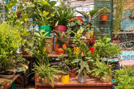 Photo for Entrance to the flower shop. Trolley with indoor plants. Cacti in various mugs are on the shelves - Royalty Free Image