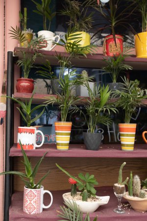 Téléchargez les photos : Entrée de la boutique de fleurs. Chariot avec plantes d'intérieur. Cactus dans diverses tasses sont sur les étagères - en image libre de droit
