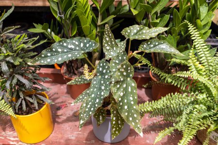 Téléchargez les photos : Accueil plante begonia maculata dans un pot en céramique sur le rebord de la fenêtre comme décoration de maison. - en image libre de droit