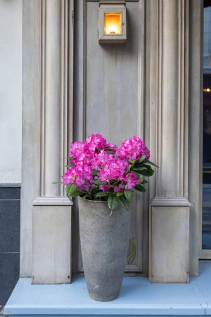 Photo for The evergreen Rhododendron hybrid Haaga has fully opened its bright pink flowers in the stone pot opposite the wall of the restaurant. Wallpaper - Royalty Free Image