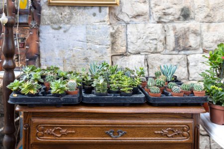 Photo for Various types of succulents in small pots on a wooden antique table with bas-reliefs against a stone wall as an interior decoration - Royalty Free Image