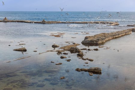 Photo for Remains of the ancient harbor in Akko, Israel. A flock of seagulls catch fish - Royalty Free Image