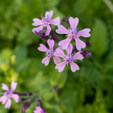 Photo for Silene armeria is wild plant. Plant blooming in summer. Square frame - Royalty Free Image