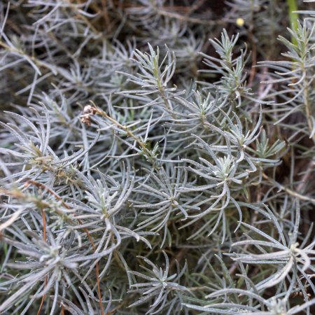 Photo for Prickly juniper, Juniperus oxycedrus close up. Green tecture - Royalty Free Image